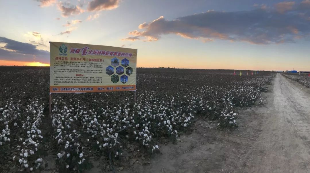 富全系列在沙灣沙北區表現優異